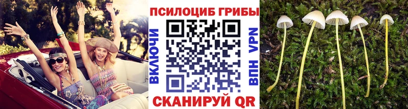 Галлюциногенные грибы Cubensis  Купить  Зуевка 